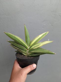 Sansevieria Samurai Dwarf Variegated Size 14 Cm, real gallery image #4 plants. Picture taken directly from kaktus.id community Sansevieria farmer green houses.