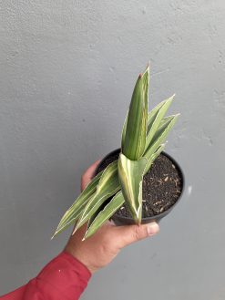 Sansevieria Samurai Dwarf Variegated Size 14 Cm, real gallery image #5 plants. Picture taken directly from kaktus.id community Sansevieria farmer green houses.