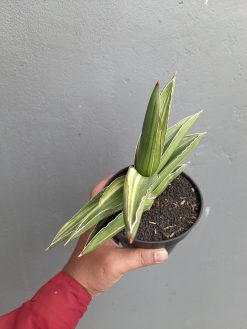 Sansevieria Samurai Dwarf Variegated Size 14 Cm, real gallery image #6 plants. Picture taken directly from kaktus.id community Sansevieria farmer green houses.