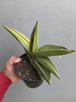 Sansevieria Samurai Dwarf Variegated Size 14 Cm, real gallery image #7 plants. Picture taken directly from kaktus.id community Sansevieria farmer green houses.