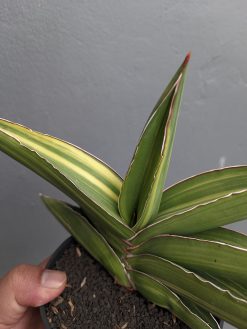 Sansevieria Samurai Dwarf Variegated Size 14 Cm, real gallery image #8 plants. Picture taken directly from kaktus.id community Sansevieria farmer green houses.