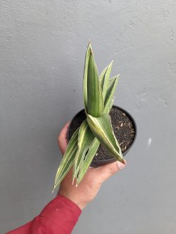 Sansevieria Samurai Dwarf Variegated Size 14 Cm, real gallery image #9 plants. Picture taken directly from kaktus.id community Sansevieria farmer green houses.