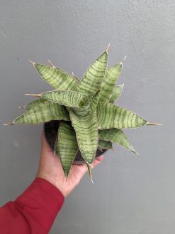 Sansevieria Zaza Size 14 Cm, real gallery image #13 plants. Picture taken directly from kaktus.id community Sansevieria farmer green houses.