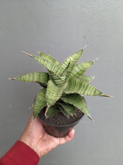 Sansevieria Zaza Size 14 Cm, real gallery image #6 plants. Picture taken directly from kaktus.id community Sansevieria farmer green houses.