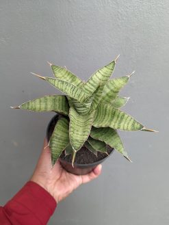 Sansevieria Zaza Size 14 Cm, real gallery image #4 plants. Picture taken directly from kaktus.id community Sansevieria farmer green houses.