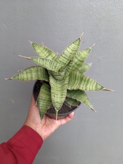 Sansevieria Zaza Size 14 Cm, real gallery image #2 plants. Picture taken directly from kaktus.id community Sansevieria farmer green houses.