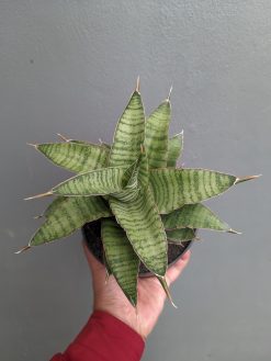 Sansevieria Zaza Size 14 Cm, real gallery image #10 plants. Picture taken directly from kaktus.id community Sansevieria farmer green houses.