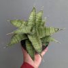 Sansevieria Zaza Size 14 Cm, real feature image plant. Picture taken directly from kaktus.id community Sansevieria farmer green houses.