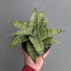 Sansevieria Zaza Size 14 Cm, real feature image plant. Picture taken directly from kaktus.id community Sansevieria farmer green houses.