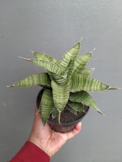 Sansevieria Zaza Size 14 Cm, real gallery image #9 plants. Picture taken directly from kaktus.id community Sansevieria farmer green houses.
