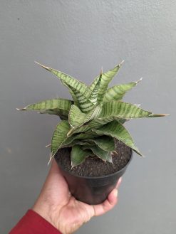 Sansevieria Zaza Size 14 Cm, real gallery image #8 plants. Picture taken directly from kaktus.id community Sansevieria farmer green houses.