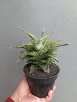 Sansevieria Zaza Size 14 Cm, real gallery image #12 plants. Picture taken directly from kaktus.id community Sansevieria farmer green houses.