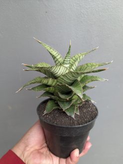 Sansevieria Zaza Size 14 Cm, real gallery image #3 plants. Picture taken directly from kaktus.id community Sansevieria farmer green houses.