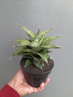 Sansevieria Zaza Size 14 Cm, real gallery image #5 plants. Picture taken directly from kaktus.id community Sansevieria farmer green houses.