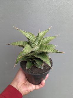 Sansevieria Zaza Size 14 Cm, real gallery image #7 plants. Picture taken directly from kaktus.id community Sansevieria farmer green houses.