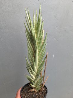 Sansevieria Francisii Gracilis Tower White Variegated, real gallery image #2 plants. Picture taken directly from kaktus.id community Sansevieria farmer green houses.