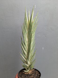 Sansevieria Francisii Gracilis Tower White Variegated, real gallery image #3 plants. Picture taken directly from kaktus.id community Sansevieria farmer green houses.