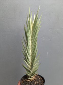 Sansevieria Francisii Gracilis Tower White Variegated, real gallery image #4 plants. Picture taken directly from kaktus.id community Sansevieria farmer green houses.