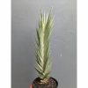 Sansevieria Francisii Gracilis Tower White Variegated, real feature image plant. Picture taken directly from kaktus.id community Sansevieria farmer green houses.