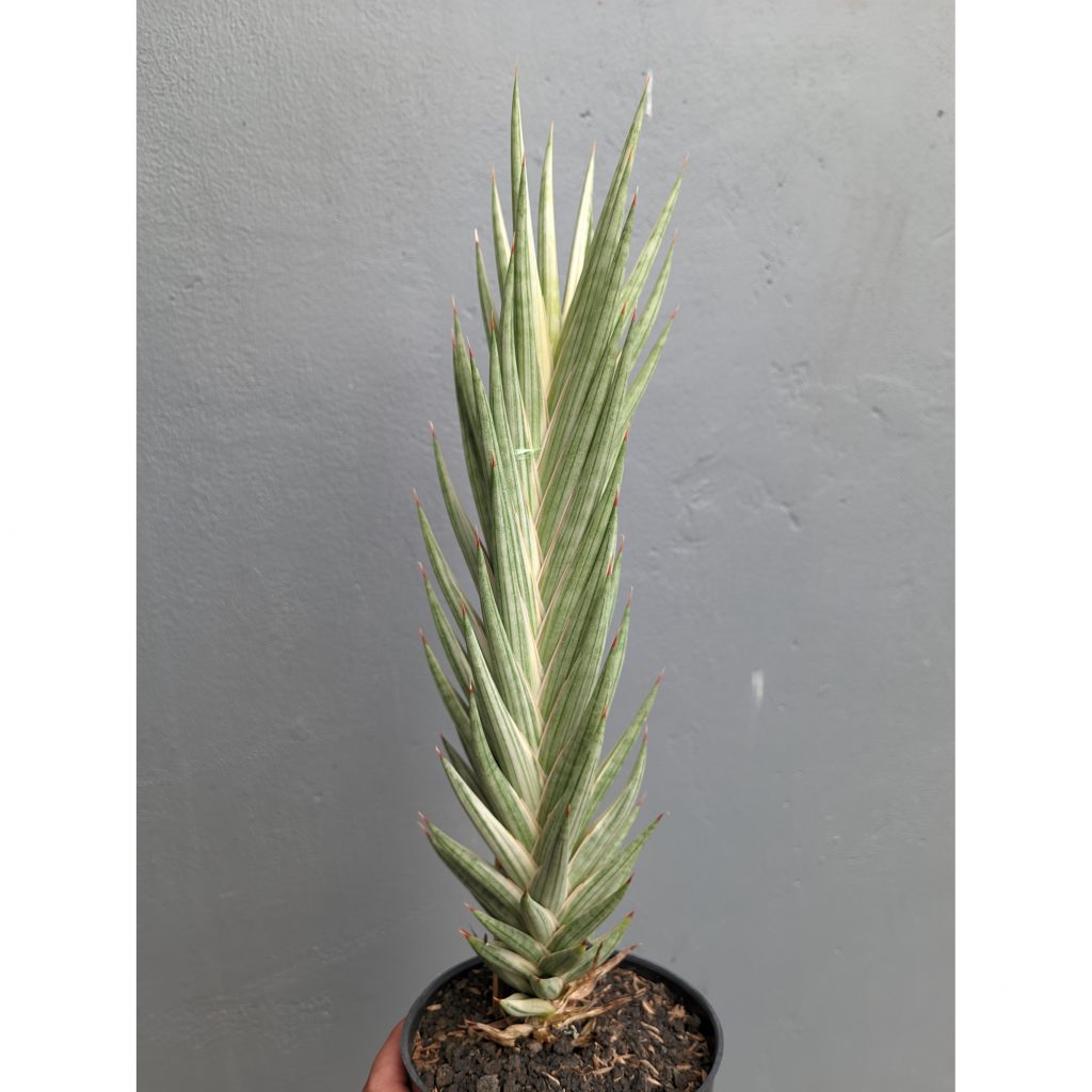 kaktus.id