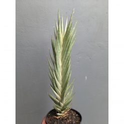 Sansevieria Francisii Gracilis Tower White Variegated, real feature image plant. Picture taken directly from kaktus.id community Sansevieria farmer green houses.