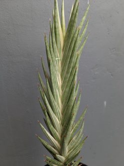 Sansevieria Francisii Gracilis Tower White Variegated, real gallery image #5 plants. Picture taken directly from kaktus.id community Sansevieria farmer green houses.
