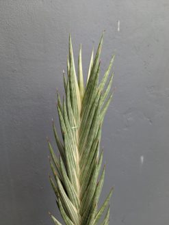 Sansevieria Francisii Gracilis Tower White Variegated, real gallery image #6 plants. Picture taken directly from kaktus.id community Sansevieria farmer green houses.