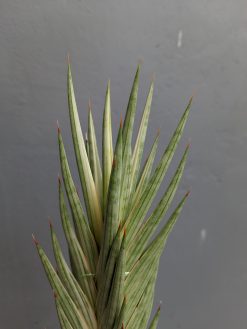 Sansevieria Francisii Gracilis Tower White Variegated, real gallery image #7 plants. Picture taken directly from kaktus.id community Sansevieria farmer green houses.