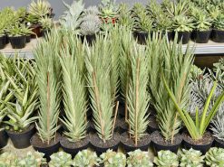 Sansevieria Francisii Gracilis Tower White Variegated, real gallery image #1 plants. Picture taken directly from kaktus.id community Sansevieria farmer green houses.