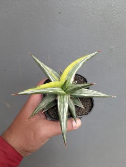 Sansevieria All Night Star Tricolor, real gallery image #1 plants. Picture taken directly from kaktus.id community Sansevieria farmer green houses.