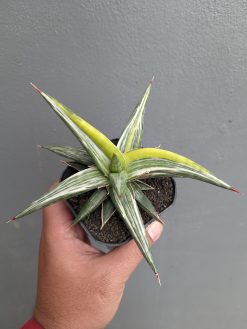 Sansevieria All Night Star Tricolor, real gallery image #7 plants. Picture taken directly from kaktus.id community Sansevieria farmer green houses.