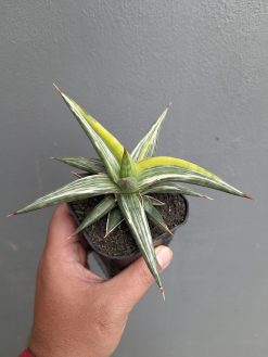 Sansevieria All Night Star Tricolor, real gallery image #8 plants. Picture taken directly from kaktus.id community Sansevieria farmer green houses.