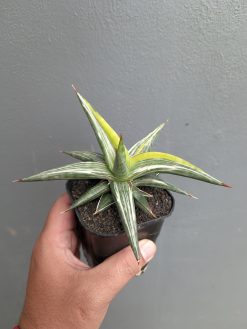Sansevieria All Night Star Tricolor, real gallery image #9 plants. Picture taken directly from kaktus.id community Sansevieria farmer green houses.