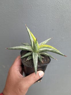 Sansevieria All Night Star Tricolor, real gallery image #10 plants. Picture taken directly from kaktus.id community Sansevieria farmer green houses.
