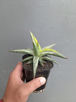 Sansevieria All Night Star Tricolor, real gallery image #11 plants. Picture taken directly from kaktus.id community Sansevieria farmer green houses.