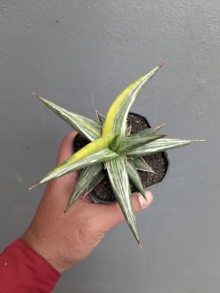 Sansevieria All Night Star Tricolor, real gallery image #2 plants. Picture taken directly from kaktus.id community Sansevieria farmer green houses.