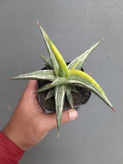 Sansevieria All Night Star Tricolor, real gallery image #3 plants. Picture taken directly from kaktus.id community Sansevieria farmer green houses.