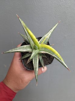 Sansevieria All Night Star Tricolor, real gallery image #4 plants. Picture taken directly from kaktus.id community Sansevieria farmer green houses.