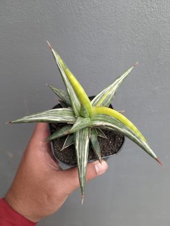 Sansevieria All Night Star Tricolor, real gallery image #5 plants. Picture taken directly from kaktus.id community Sansevieria farmer green houses.
