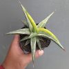 Sansevieria All Night Star Tricolor, real feature image plant. Picture taken directly from kaktus.id community Sansevieria farmer green houses.