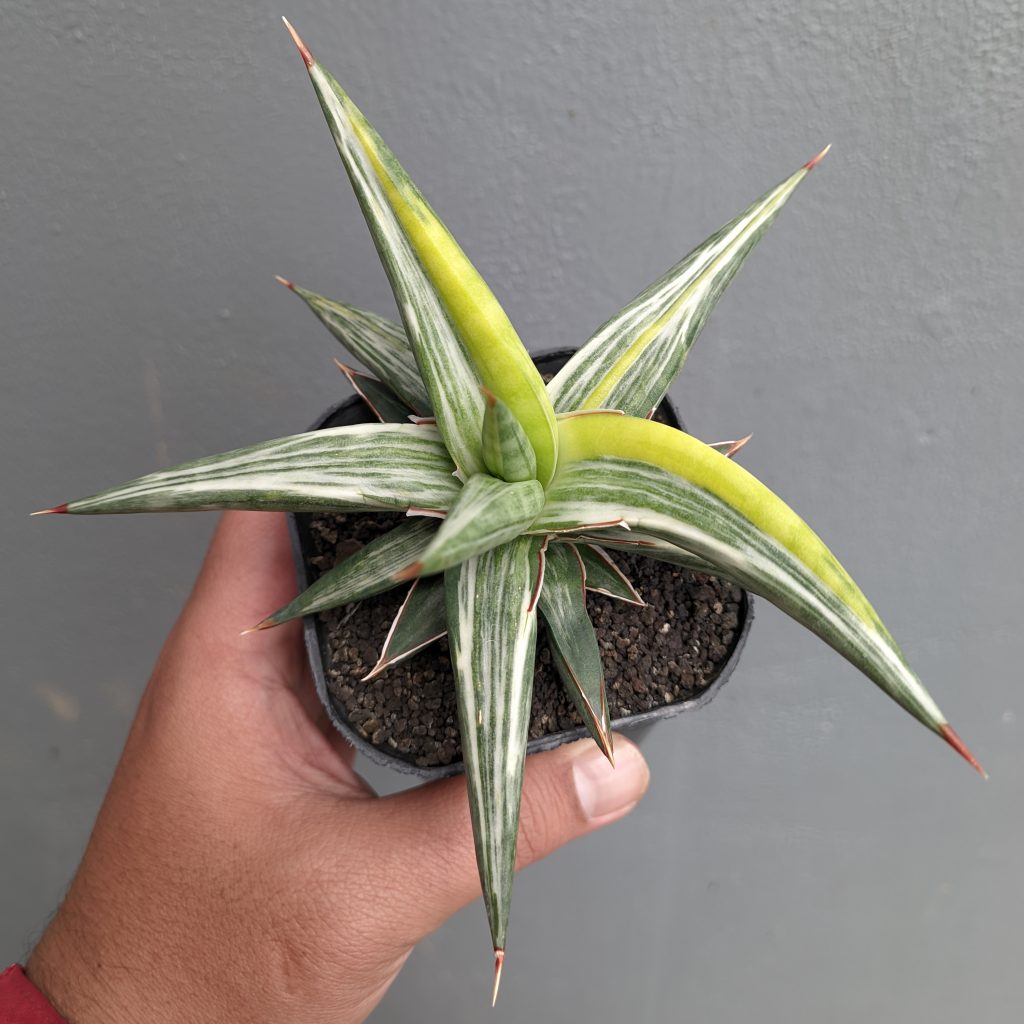 kaktus.id