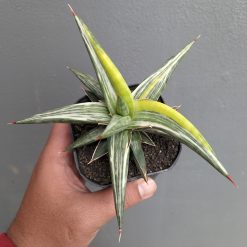 Sansevieria All Night Star Tricolor, real feature image plant. Picture taken directly from kaktus.id community Sansevieria farmer green houses.