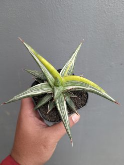 Sansevieria All Night Star Tricolor, real gallery image #6 plants. Picture taken directly from kaktus.id community Sansevieria farmer green houses.