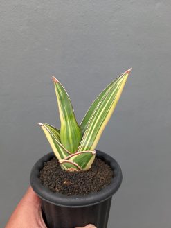 Sansevieria Samurai Salaf Variegated, real gallery image #2 plants. Picture taken directly from kaktus.id community Sansevieria farmer green houses.