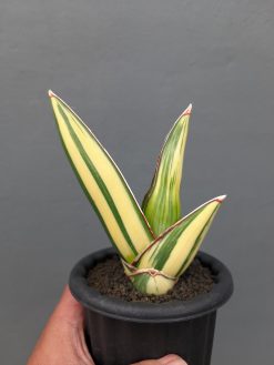Sansevieria Samurai Salaf Variegated, real gallery image #3 plants. Picture taken directly from kaktus.id community Sansevieria farmer green houses.