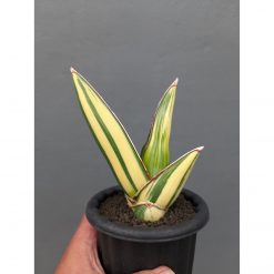 Sansevieria Samurai Salaf Variegated, real feature image plant. Picture taken directly from kaktus.id community Sansevieria farmer green houses.