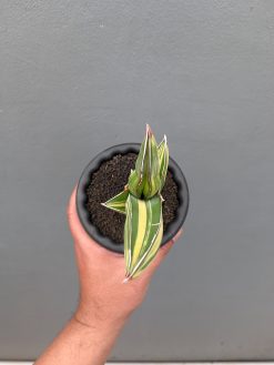 Sansevieria Samurai Salaf Variegated, real gallery image #4 plants. Picture taken directly from kaktus.id community Sansevieria farmer green houses.