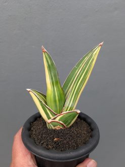 Sansevieria Samurai Salaf Variegated, real gallery image #5 plants. Picture taken directly from kaktus.id community Sansevieria farmer green houses.