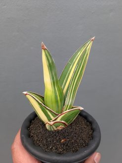 Sansevieria Samurai Salaf Variegated, real gallery image #6 plants. Picture taken directly from kaktus.id community Sansevieria farmer green houses.