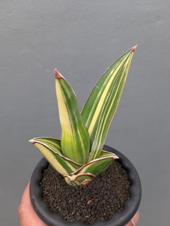 Sansevieria Samurai Salaf Variegated, real gallery image #1 plants. Picture taken directly from kaktus.id community Sansevieria farmer green houses.